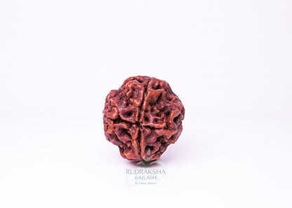 4 Mukhi Nepali Rudraksha - 0404