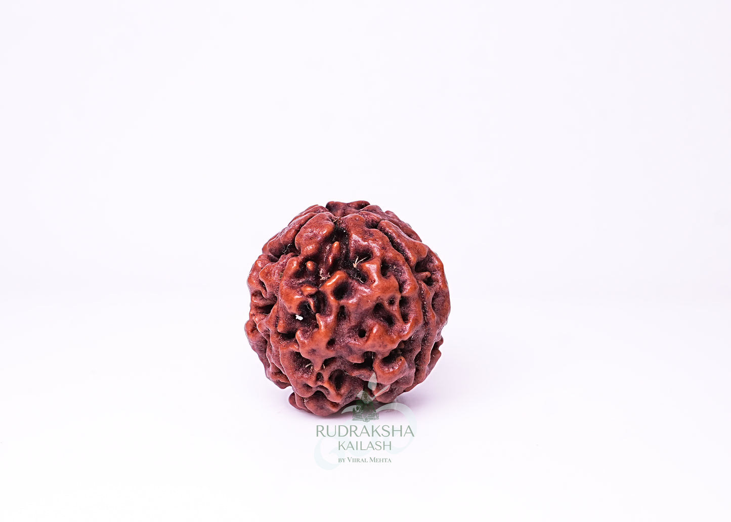4 Mukhi Nepali Rudraksha - 0404