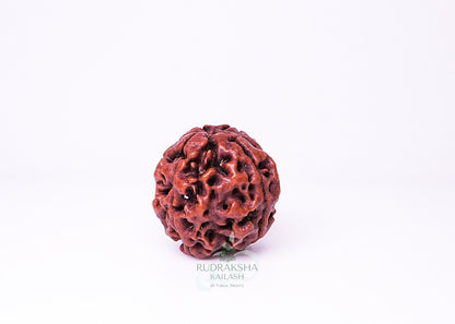 4 Mukhi Nepali Rudraksha - 0404