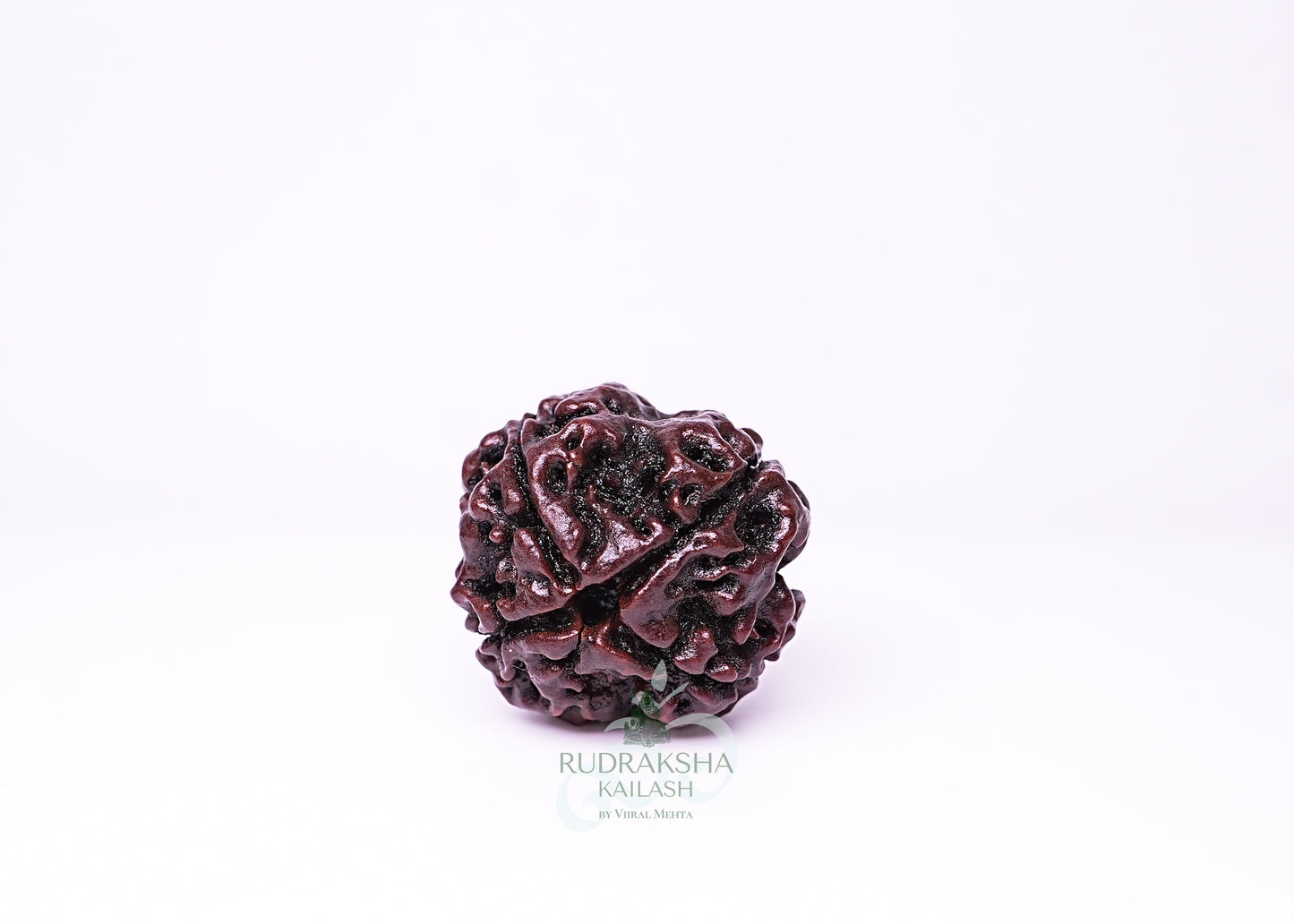 4 Mukhi Nepali Rudraksha - 0406