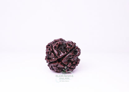 4 Mukhi Nepali Rudraksha - 0406