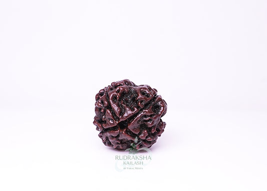 4 Mukhi Nepali Rudraksha - 0406