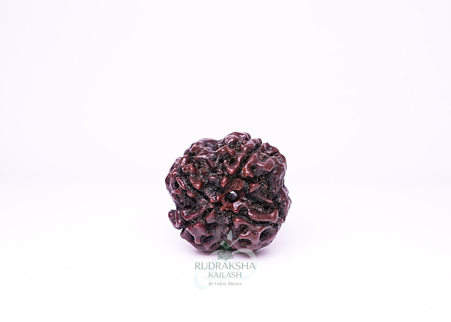 4 Mukhi Nepali Rudraksha - 0406