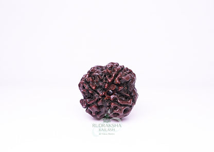 4 Mukhi Nepali Rudraksha - 0406