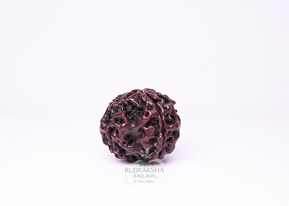 4 Mukhi Nepali Rudraksha - 0406