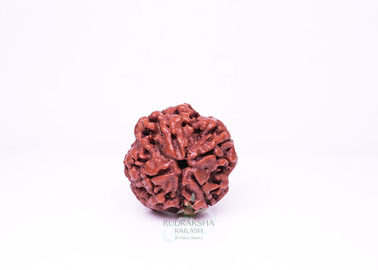 4 Mukhi Nepali Rudraksha - 0407