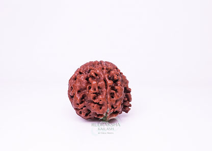 4 Mukhi Nepali Rudraksha - 0407