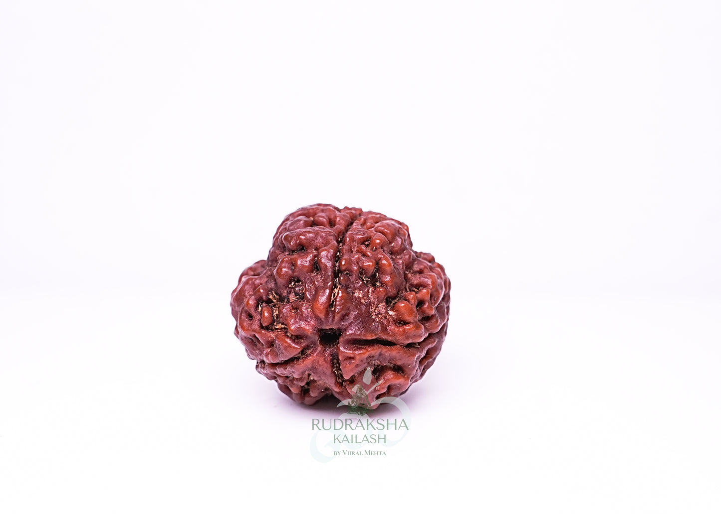 4 Mukhi Nepali Rudraksha - 0408
