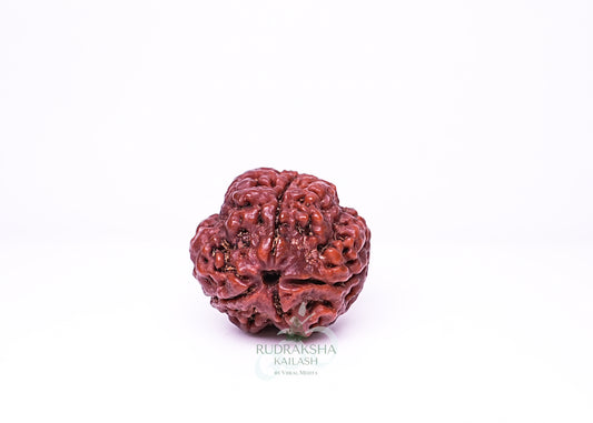 4 Mukhi Nepali Rudraksha - 0408