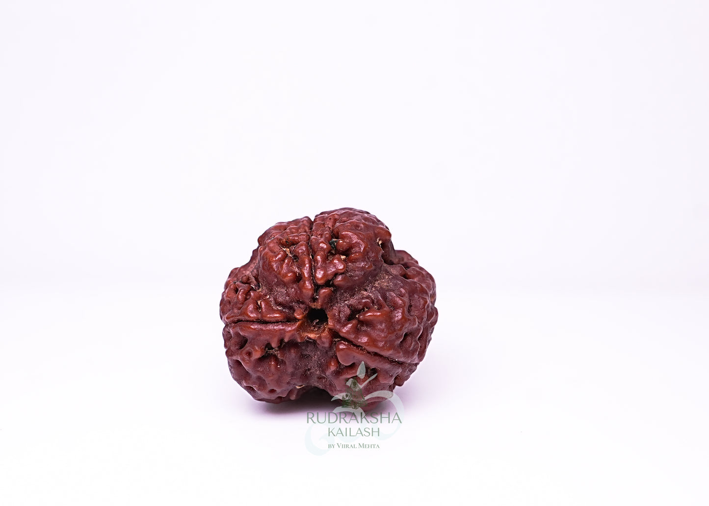 4 Mukhi Nepali Rudraksha - 0408