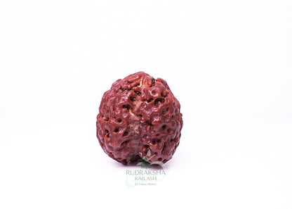 4 Mukhi Nepali Rudraksha - 0408