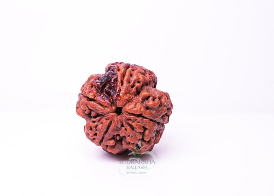 4 Mukhi Nepali Rudraksha - 0409