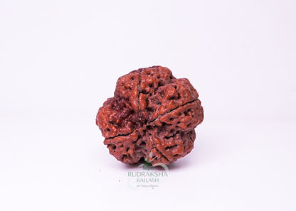 4 Mukhi Nepali Rudraksha - 0409