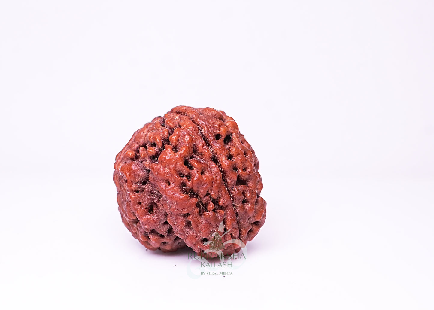 4 Mukhi Nepali Rudraksha - 0409