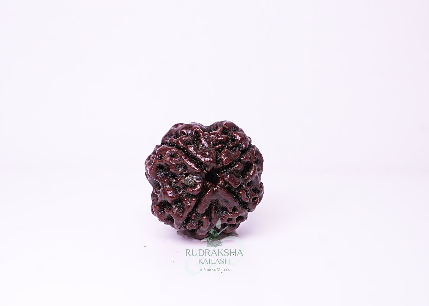 4 Mukhi Nepali Rudraksha - 0410