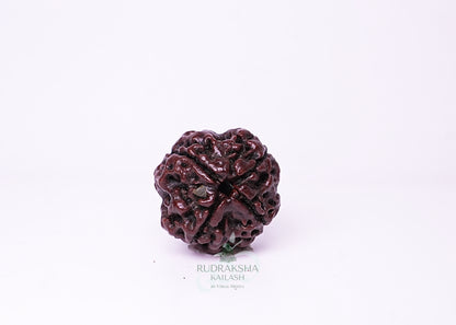 4 Mukhi Nepali Rudraksha - 0410