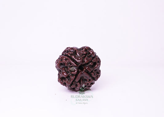 4 Mukhi Nepali Rudraksha - 0410
