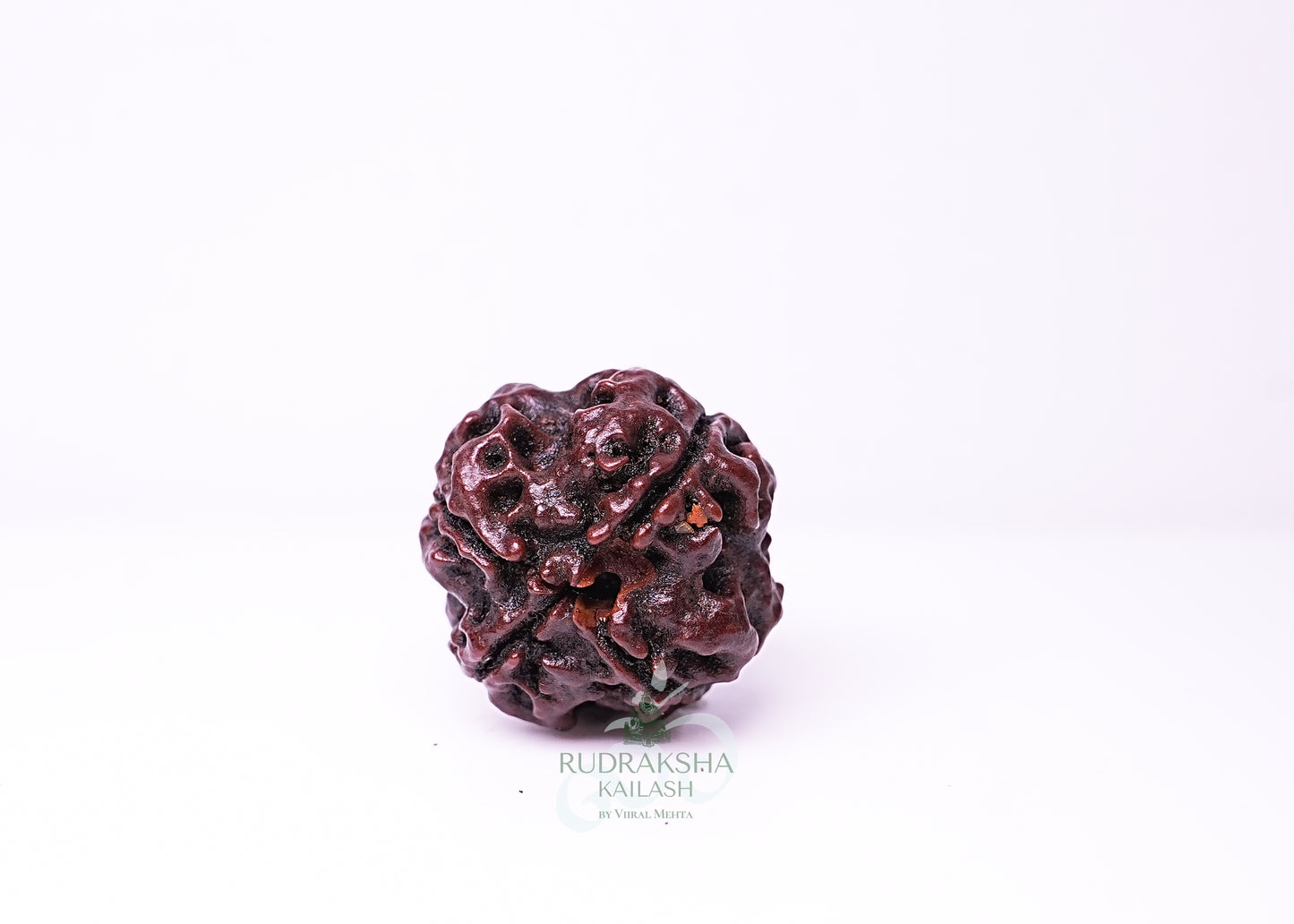 4 Mukhi Nepali Rudraksha - 0410