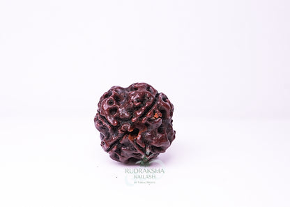 4 Mukhi Nepali Rudraksha - 0410