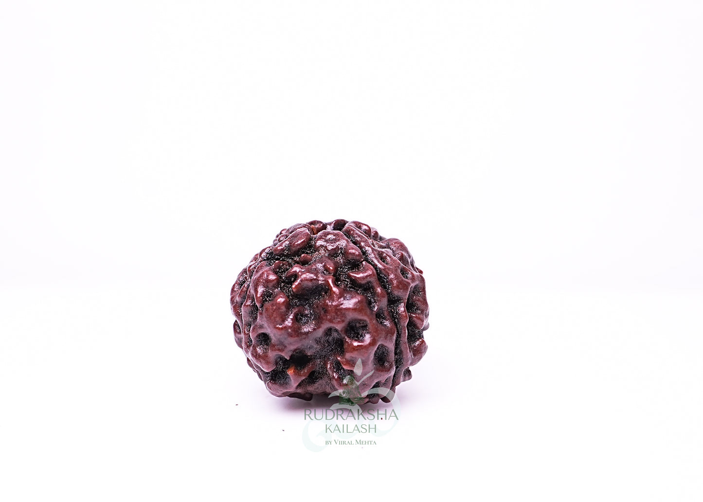 4 Mukhi Nepali Rudraksha - 0410