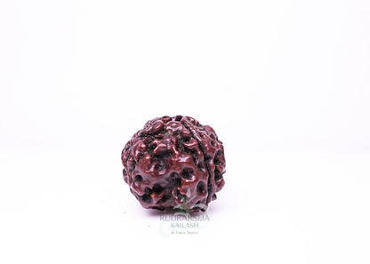 4 Mukhi Nepali Rudraksha - 0410