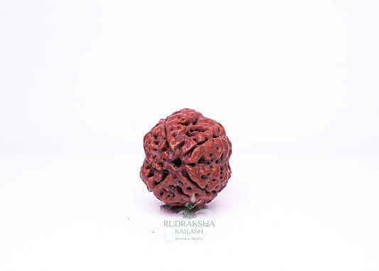 4 Mukhi Nepali Rudraksha - 0411