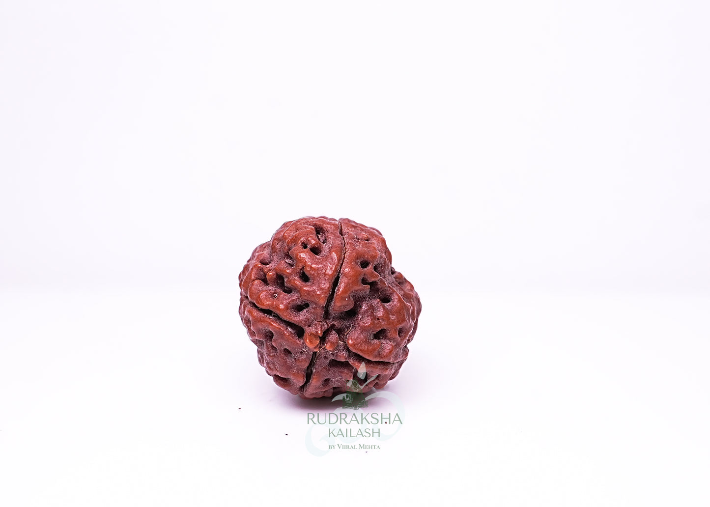 4 Mukhi Nepali Rudraksha - 0411