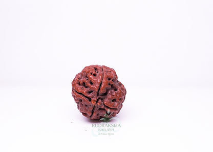 4 Mukhi Nepali Rudraksha - 0411