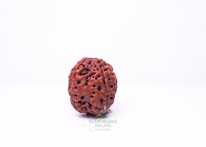 4 Mukhi Nepali Rudraksha - 0411