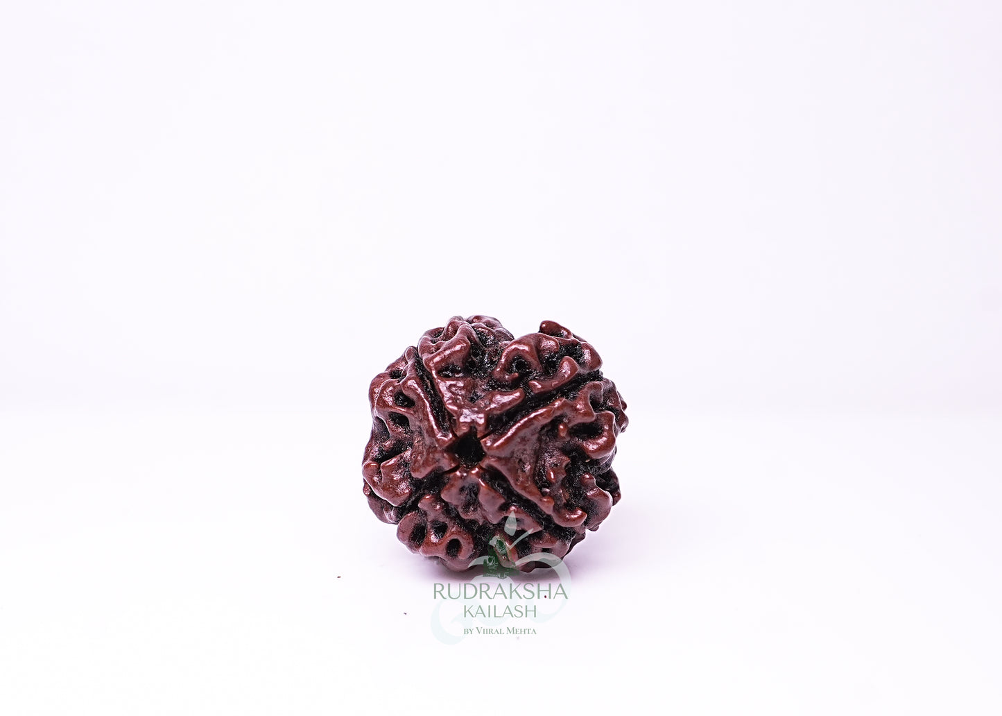4 Mukhi Nepali Rudraksha - 0412
