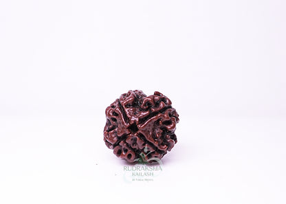 4 Mukhi Nepali Rudraksha - 0412