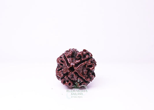 4 Mukhi Nepali Rudraksha - 0412