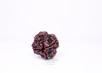 4 Mukhi Nepali Rudraksha - 0412