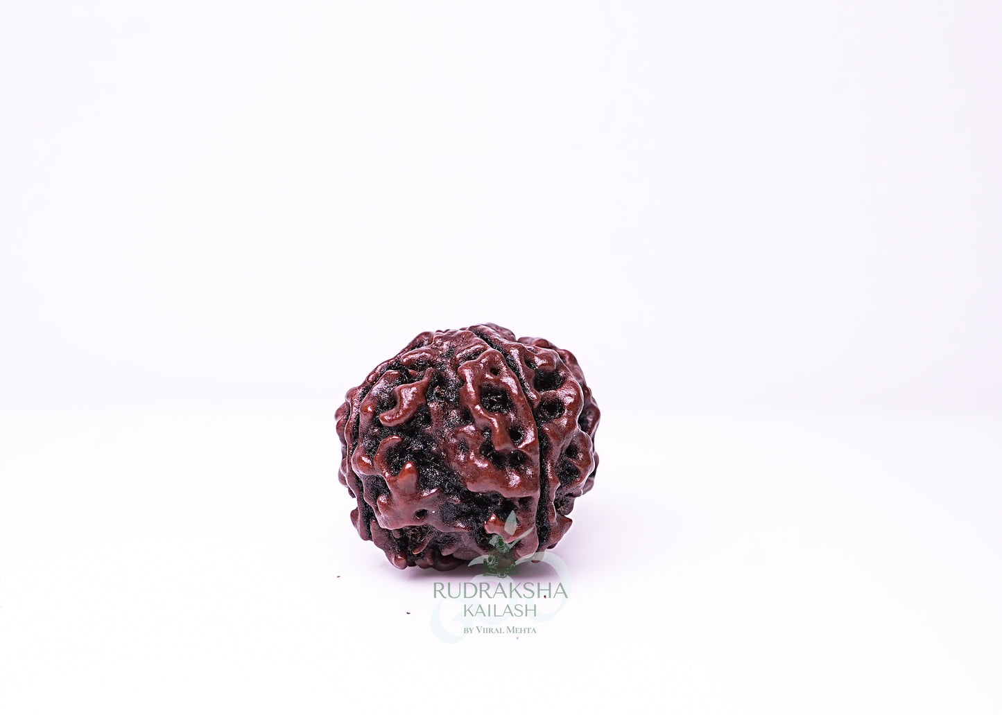 4 Mukhi Nepali Rudraksha - 0412