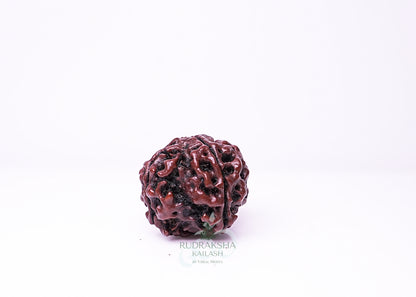 4 Mukhi Nepali Rudraksha - 0412
