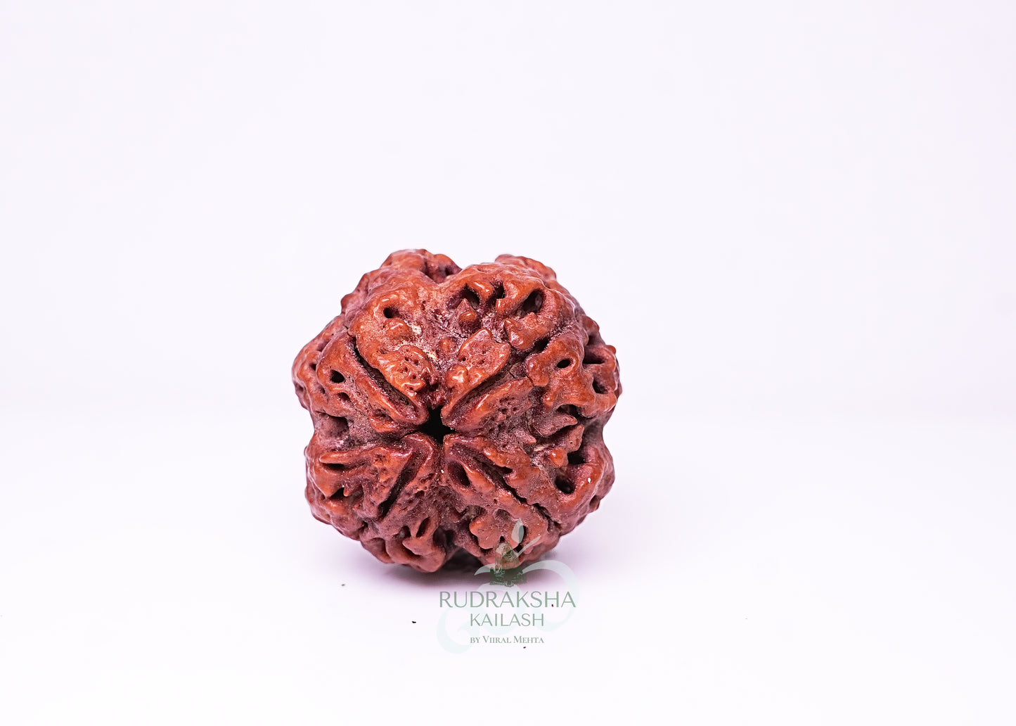 4 Mukhi Nepali Rudraksha - 0413