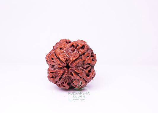 4 Mukhi Nepali Rudraksha - 0413