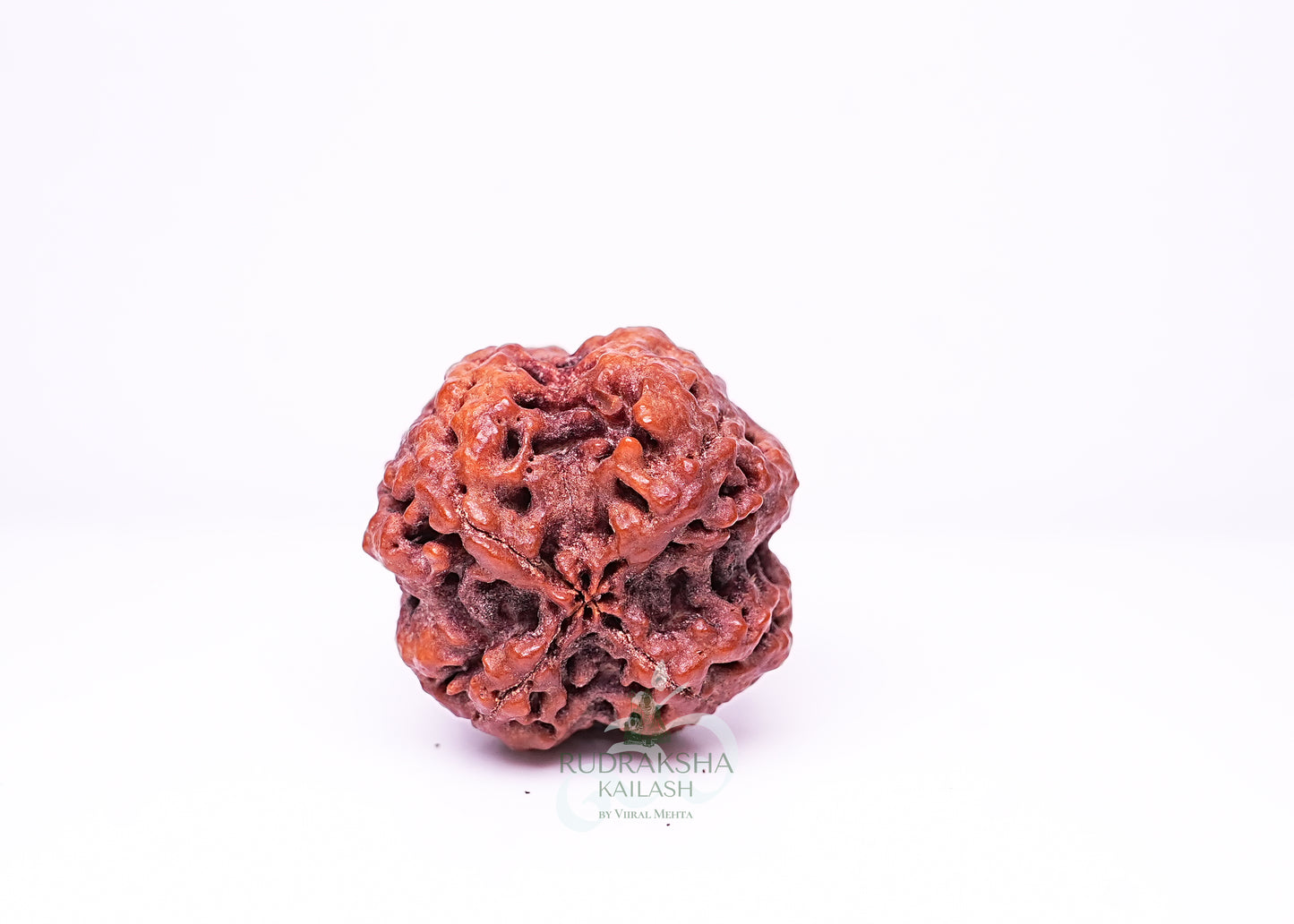 4 Mukhi Nepali Rudraksha - 0413