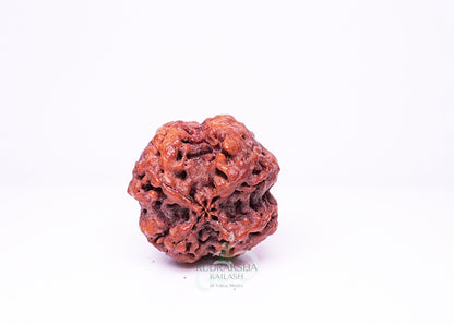 4 Mukhi Nepali Rudraksha - 0413