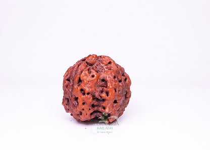 4 Mukhi Nepali Rudraksha - 0413