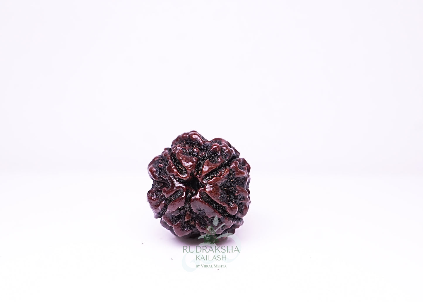 4 Mukhi Nepali Rudraksha - 0414