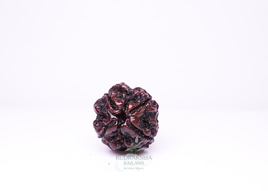 4 Mukhi Nepali Rudraksha - 0414