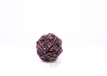 4 Mukhi Nepali Rudraksha - 0414