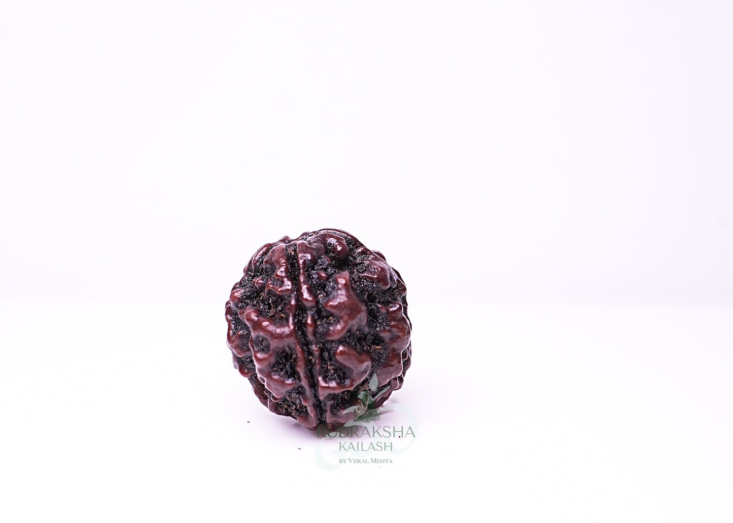 4 Mukhi Nepali Rudraksha - 0414