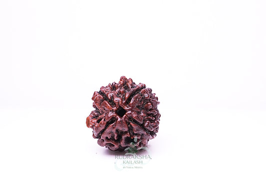 4 Mukhi Nepali Rudraksha - 0415