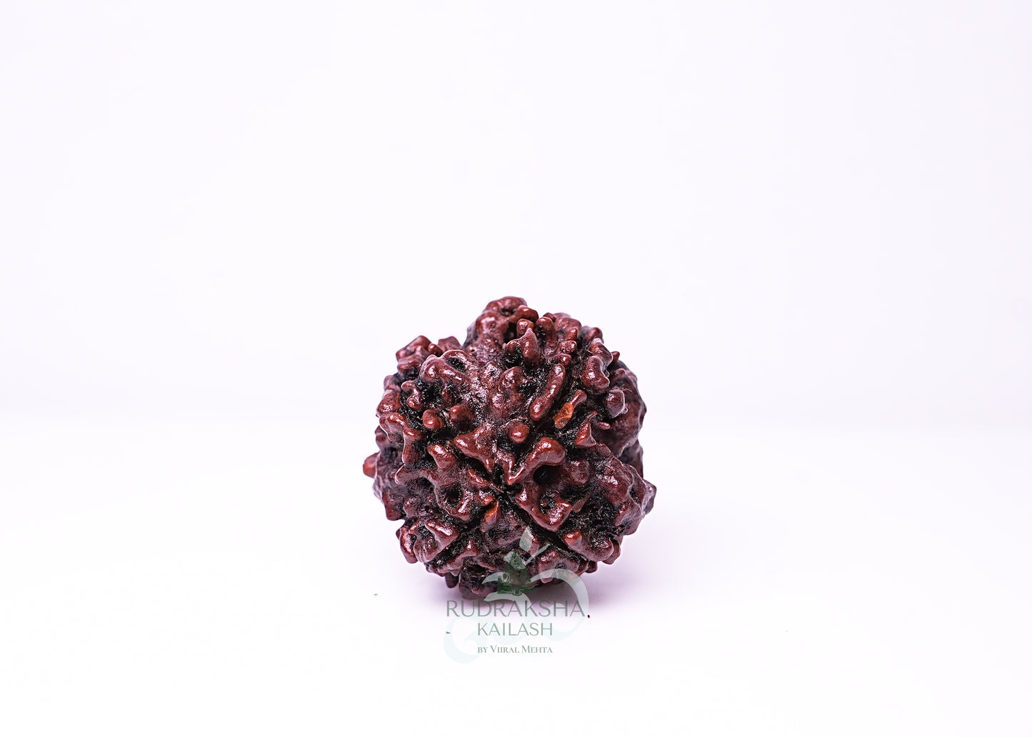4 Mukhi Nepali Rudraksha - 0415