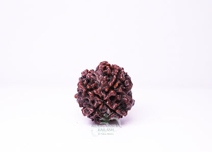 4 Mukhi Nepali Rudraksha - 0415