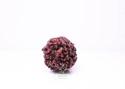 4 Mukhi Nepali Rudraksha - 0415