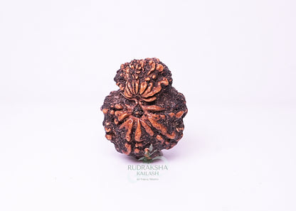 Nepal Garbhgauri - 13