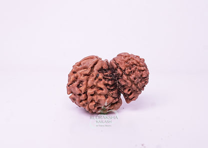 Nepal Garbhgauri - 15